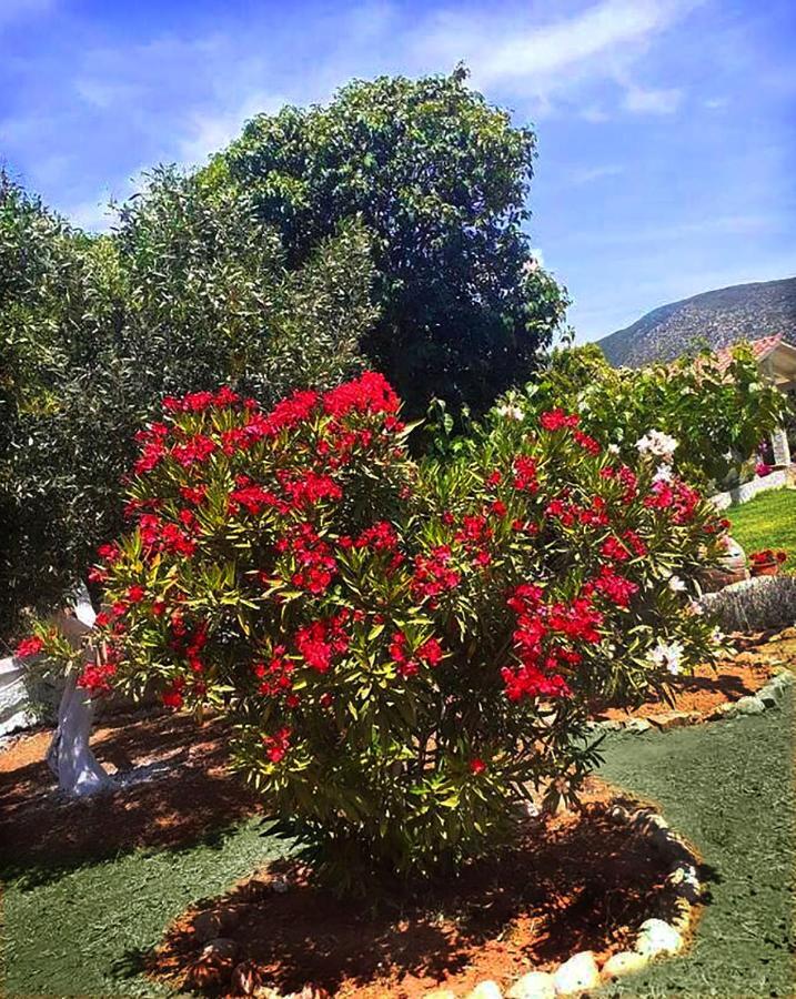 Villa Aelia - A Peaceful And Private Place Argostoli  Zewnętrze zdjęcie